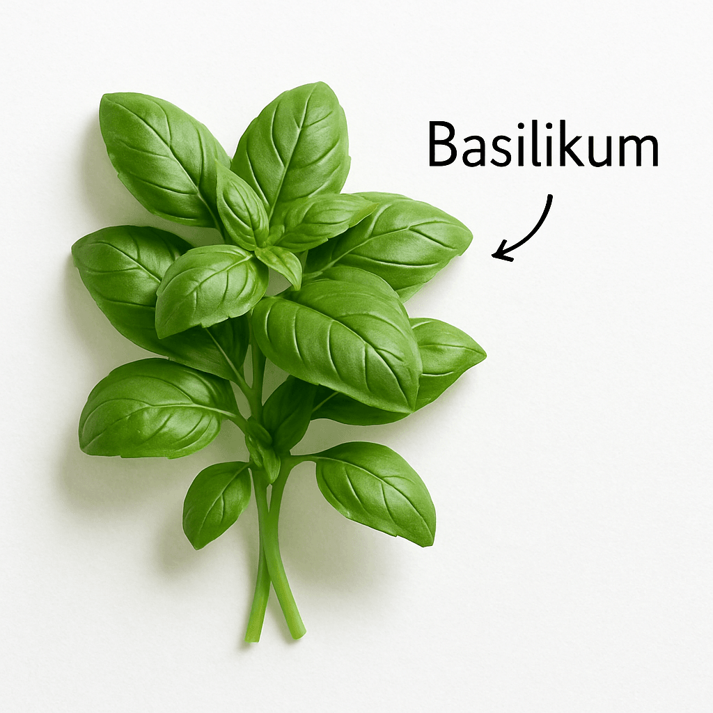 Basilikum